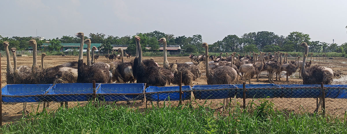 https://raracms.setopati.com/uploads/shares/2020/sujita/ostrich palan/ostrich palan (1).jpg